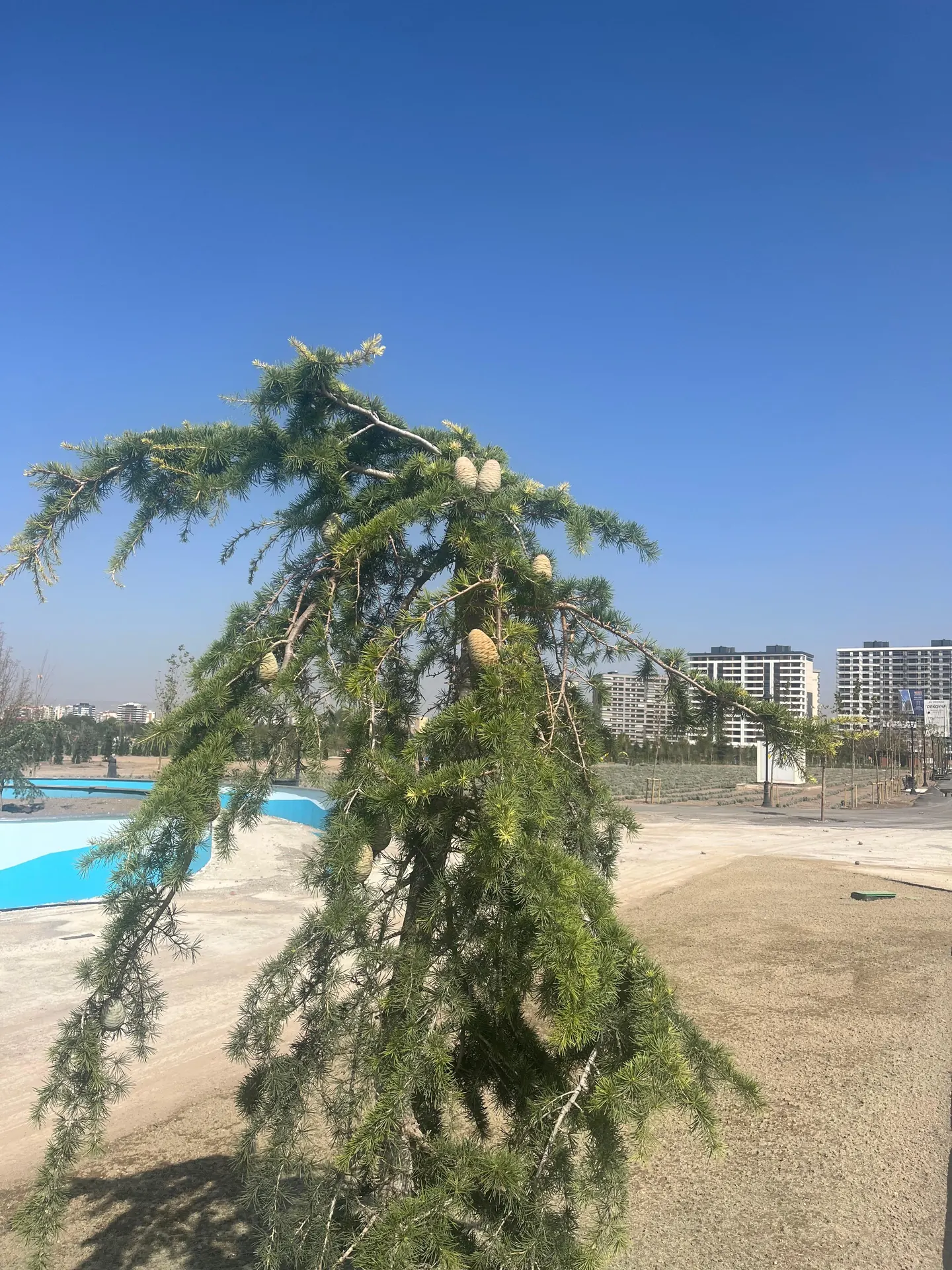 Peyzaj sahasında kozalaklı sarkık sedir örneği