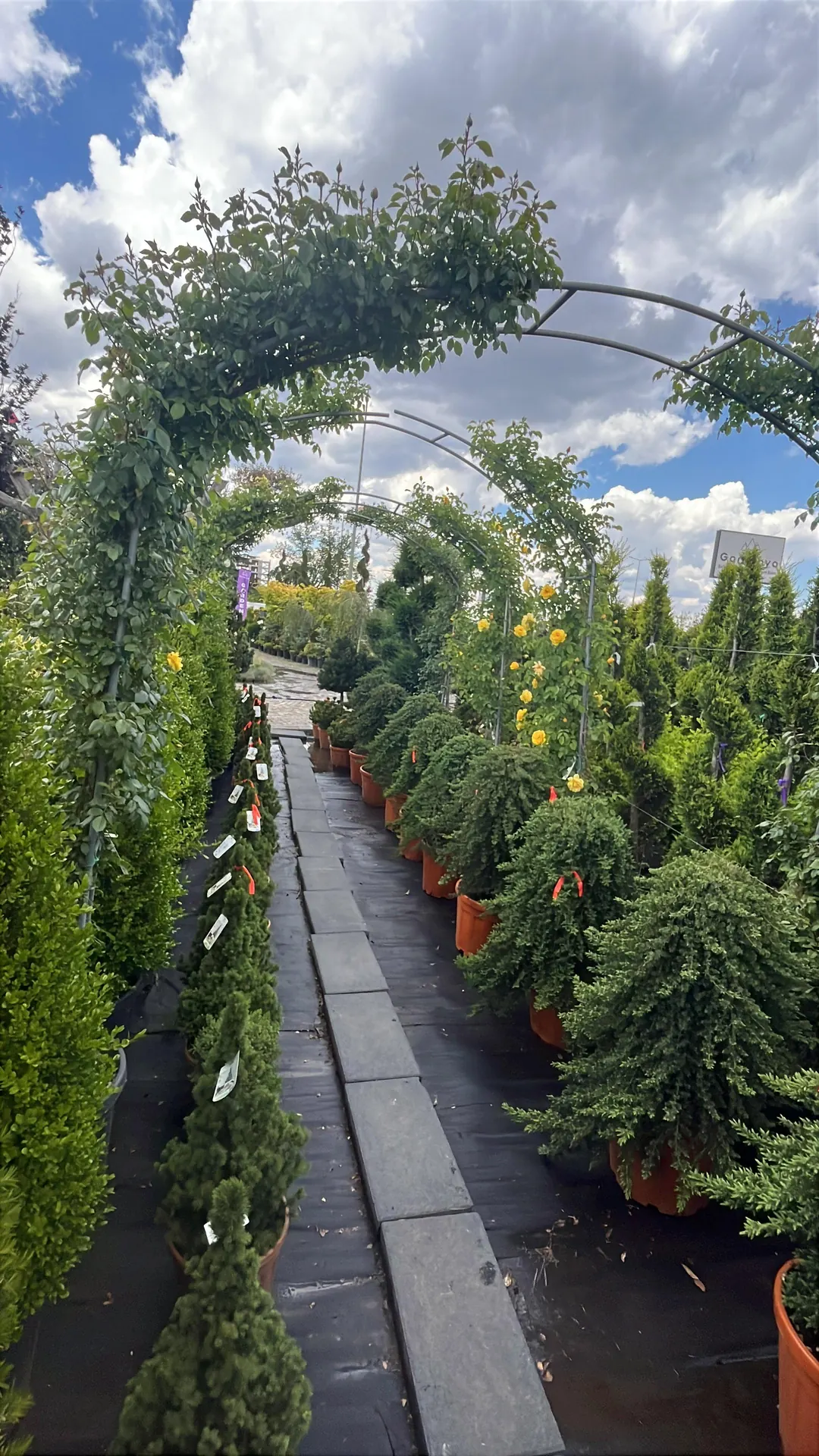 Gardenya Botanik fidanlığında proje ölçeğine göre düzenlenmiş bitkiler